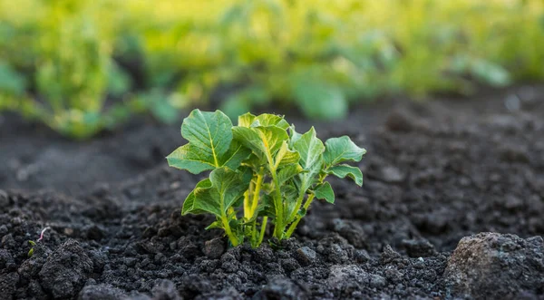 Bahçede yetişen sağlıklı patates. Geniş panoramik görünüm.