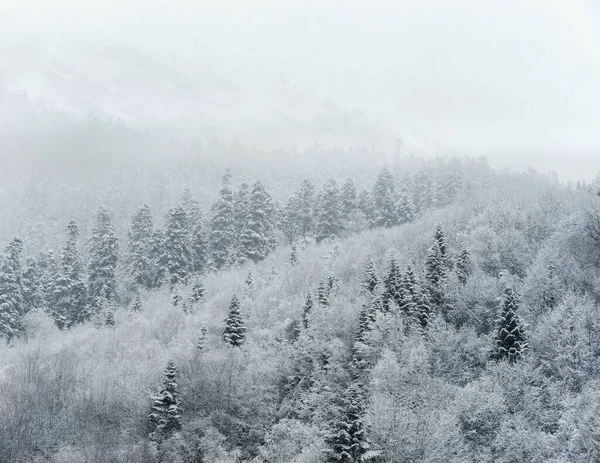 Bosque Mixto Cubierto Nieve Colina — Foto de Stock