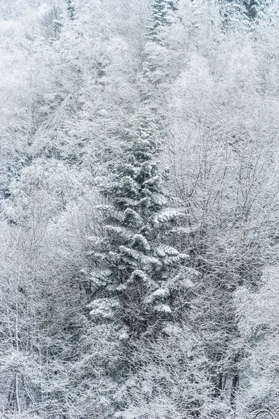 Nature winter background. Snowfall in the mixed forest
