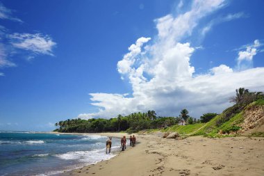 Dominik Cumhuriyeti 'nde Atlantik kıyısında koşan vahşi atlar.