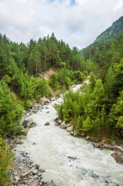 Büyük Kafkasya dağlarındaki küçük engebeli nehir ve çam ormanı (Prielbrusie Milli Parkı, Rusya).