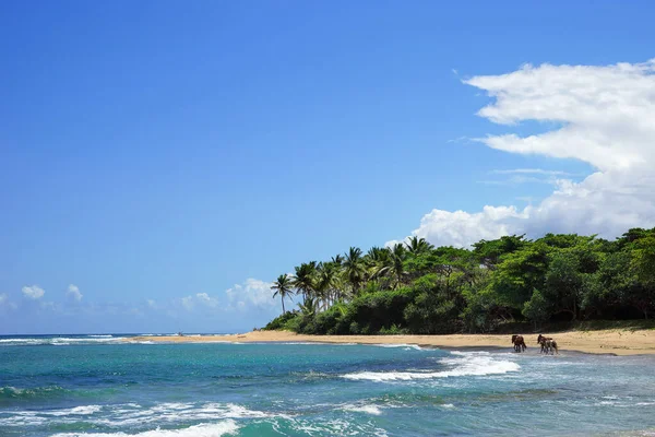 Belle Plage Sauvage Avec Eau Turquoise Claire Sable Palmiers — Photo