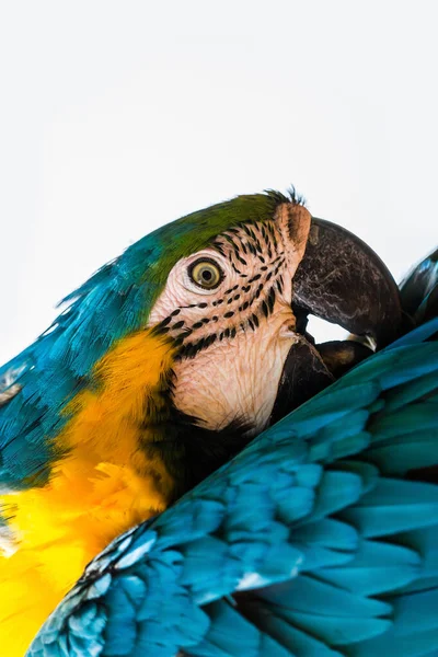Синий Желтый Попугай Ara Ararauna — стоковое фото