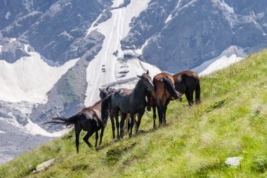 Atlar yaz güneşli bir günde çayırlarda otluyor.