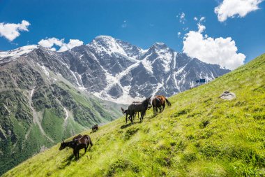 Ufukta Donguzorun ve Nakra Tau dağları ve çayırlarda otlayan atların olduğu yaz manzarası..