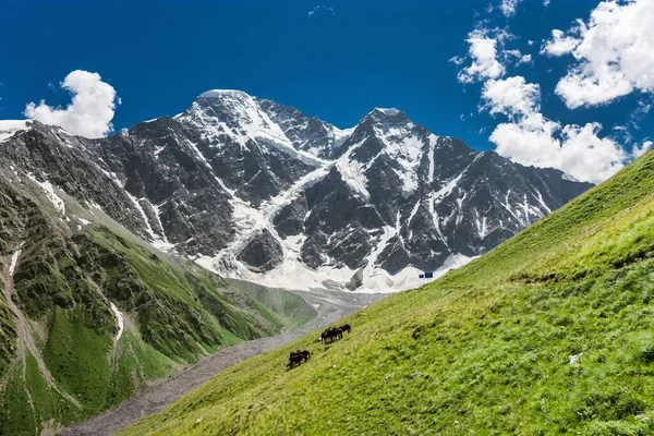 Sommar Bergslandskap Med Hästar Betar Alpina Äng Och Berg Donguzorun — Stockfoto