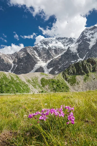 Prato Alpino Floreale Sullo Sfondo Delle Montagne Donguz Orun Nakra — Foto Stock