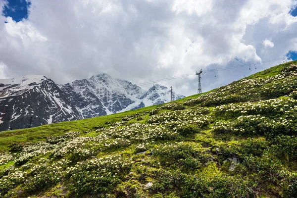 Dağ 'da beyaz rhododendron çiçekleri. Cheget yamacı. Büyük Kafkas Dağları, Elbrus Bölgesi, Rusya