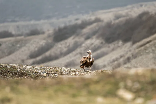 Vulturul Cinereu Aegypius Monachus Stând Teren Cheile Basksan Rusia — Fotografie, imagine de stoc