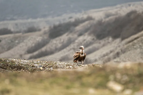 Abutre Cinzento Aegypius Monachus Sentado Chão Basksan Gorge Rússia — Fotografia de Stock