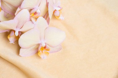 Şeftali kumaşında şeftali portakalı orkide, yatay çiçek arkaplanı ve metin için bir yer