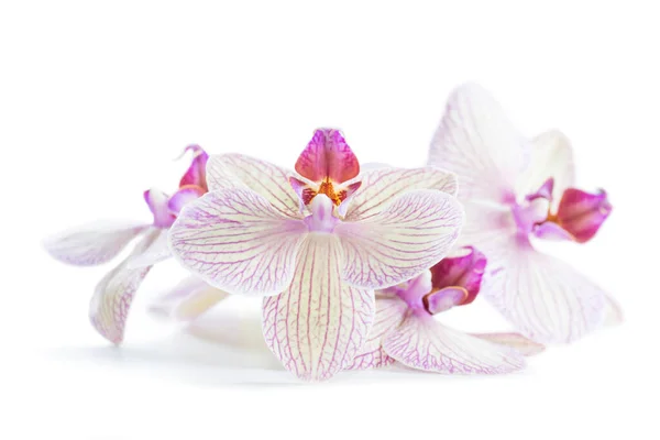 Fiori Bianchi Del Orchid Della Molla Isolati Fondo Bianco — Foto Stock