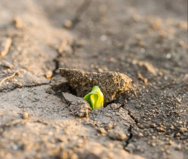 Genç yeşil filiz çatlamış bir toprakta yol alıyor, yeni bir yaşam konsepti..