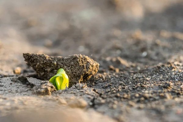 Genç yeşil filiz çatlamış bir toprakta yol alıyor, yeni bir yaşam konsepti..