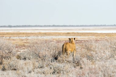 Dişi aslan çalıların arasında duruyor. Afrika, Namibya 'daki Etosha Ulusal Parkı