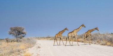 Angolan zürafaları (Giraffa camelopardalis) Namibya 'daki Etosha ulusal parkının savanındaki çakıllı yolda koşuyorlar..