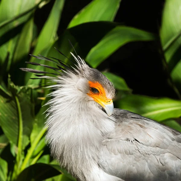 Portrait of a secretary bird