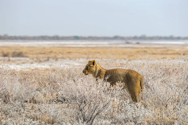 狮子在埋伏中站立在灌木丛中 非洲纳米比亚埃托沙国家公园 — 图库照片