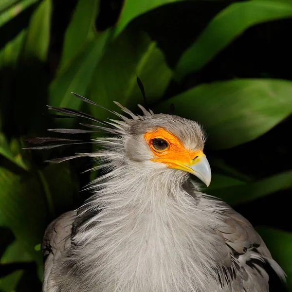 Retrato Pájaro Secretario — Foto de Stock