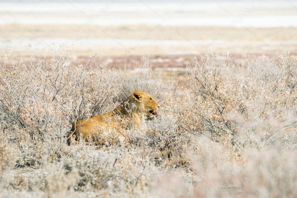 Lioness lying in the bush. Etosha national park in Namibia, Africa