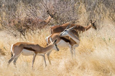 Springbok sürüsü, Namibya 'daki Etosha Ulusal Parkı' ndaki kurak bir Afrika çalılığında otluyor..