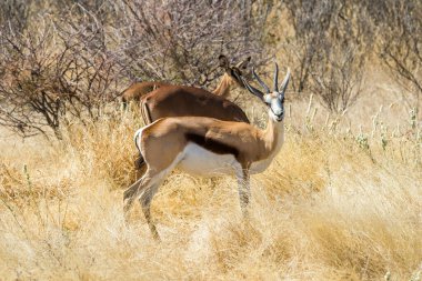 Etosha Ulusal Parkı 'ndaki kurak bir Afrika çalılığında duran iki Springbok antilobu..