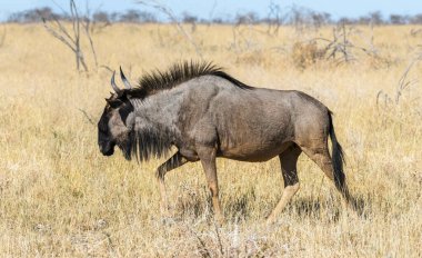 Tek bir mavi antilobun (Connochaetes taurinus) Afrika 'daki Etosha Ulusal Parkı' nda yürüyüşünün yan görüntüsü, Namibya.