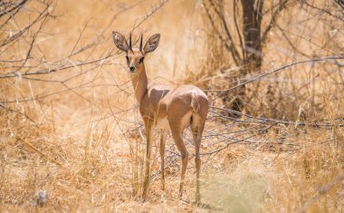 Erkek steenbok antilop (Raphicerus campestris), Afrika 'da bulunur. Etosha Ulusal Parkı, Namibya, Afrika.