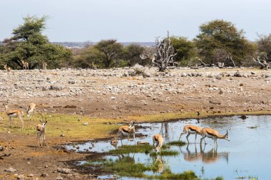 Springbok sürüsü (Antidorcas marsupialis) Kuzey Namibya 'daki Etosha Ulusal Parkı' ndaki Koinachas su birikintisinde içiyor..