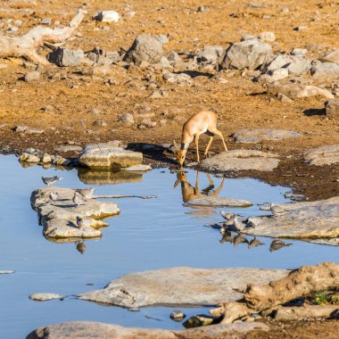 Sabah Moringa su birikintisinde dişi steenbok antilobu (Raphicerus campestris) bulunur. Etosha Ulusal Parkı, Namibya, Afrika.