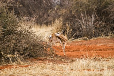 Afrika 'da genç bir antilop duruyor. Kalahari Çölü, Namibya.