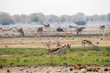 Etosha Ulusal Parkı, Namibya 'nın Afrika ovalarında otlayan Springboks ve zebralar.