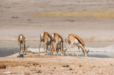 4 Springbok Antilobu (2 erkek, 2 kadın) Etosha Ulusal Parkı 'ndaki su birikintisinde içmektedir. Nambia, Afrika
