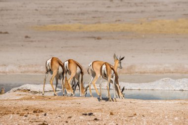 4 Springbok Antilobu (2 erkek, 2 kadın) Etosha Ulusal Parkı 'ndaki su birikintisinde içmektedir. Nambia, Afrika