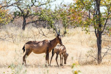 Kırmızı antilop (Alcelaphus buselaphus) ve genç buzağı Etosha Ulusal Parkı 'nda duruyor..