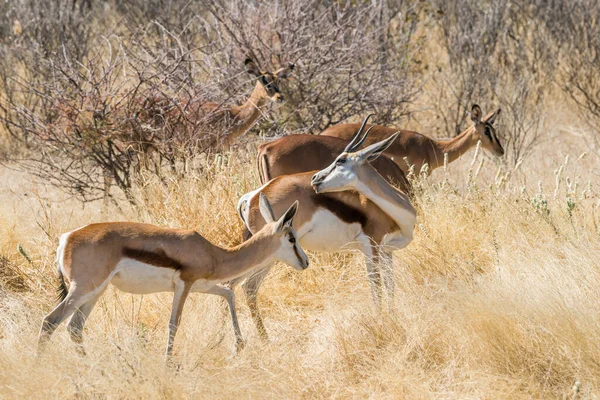 Springbok Csorda Legel Egy Száraz Afrikai Bokorban Etosha Nemzeti Parkban — Stock Fotó