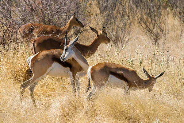 Manada Springbok Pastando Arbusto Africano Árido Parque Nacional Etosha Namibia — Foto de Stock