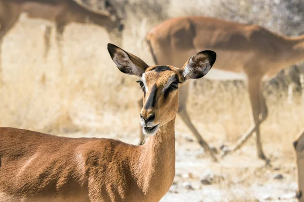 Egy Női Fekete Arcú Impala Antilop Portréja — Stock Fotó