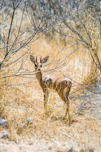 Мужчина Антилопа Steenbok Raphicerus Campestris Стоит Африканском Кусте Национальный Парк — стоковое фото