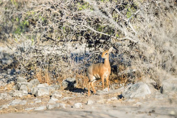 Damara Dik Dik Mato Parque Nacional Etosha Namíbia — Fotografia de Stock