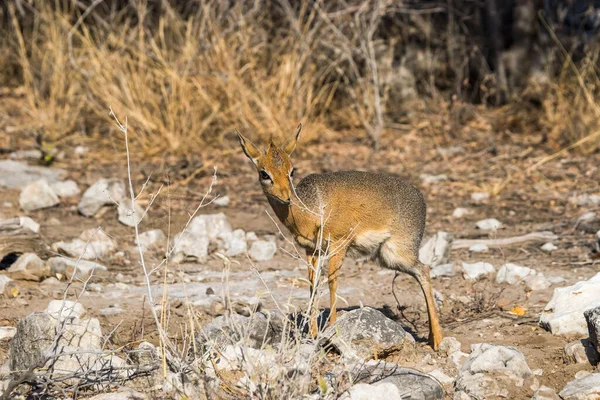 Joung Male Kirks Dik Dik Antelope 세상에서 있습니다 아프리카 남비아에 — 스톡 사진