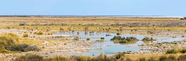 Springboks Iszogatva Panoráma Kilátás Charitsaub Víznyelő Etosha Nemzeti Park Namíbia — Stock Fotó