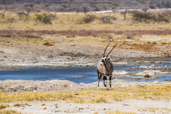 Oryx Gemsbok Αντιλόπη Oryx Gazella Στέκεται Κοντά Νερόλακκο Στο Εθνικό — Φωτογραφία Αρχείου