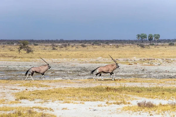 Δύο Oryx Gemsbok Αντιλόπες Oryx Gazella Τρέχει Στη Σαβάνα Του — Φωτογραφία Αρχείου