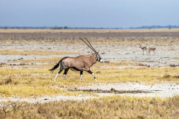 Oryx Gemsbok Αντιλόπη Oryx Gazella Τρέχει Στη Σαβάνα Του Εθνικού — Φωτογραφία Αρχείου