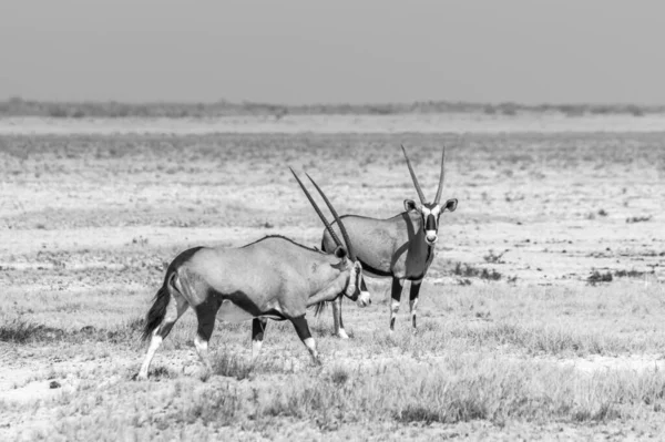 Dois Antílopes Oryx Savana Parque Nacional Etosha Namíbia África — Fotografia de Stock
