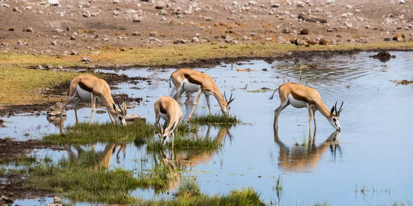 Αγέλη Springbok Antidorcas Marsupialis Που Πίνουν Νερόλακκο Στο Εθνικό Πάρκο — Φωτογραφία Αρχείου