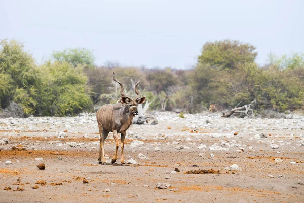 Grande Touro Kudu Tragelaphus Strepsiceros Caminhando Savana Africana Parque Nacional — Fotografia de Stock