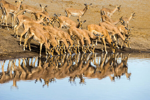 Множество чернокожих антилоп Импала на водопое Чудоп в Национальном парке Этоша в Намибии, Африка.