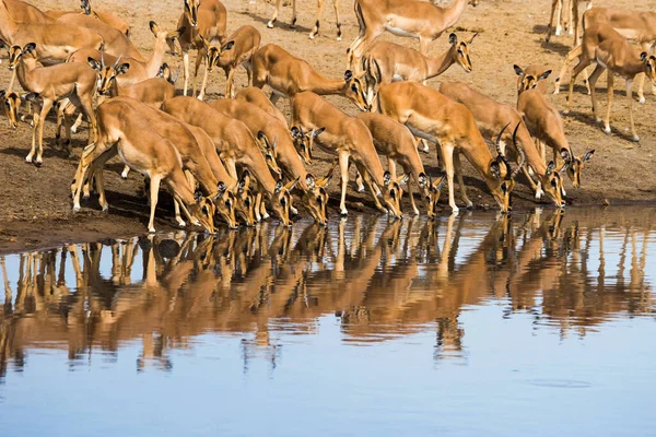 Impala sürüsü Afrika, Namibya 'daki Etosha Nationla Parkı' ndaki Chudop su birikintisinde içiyor..